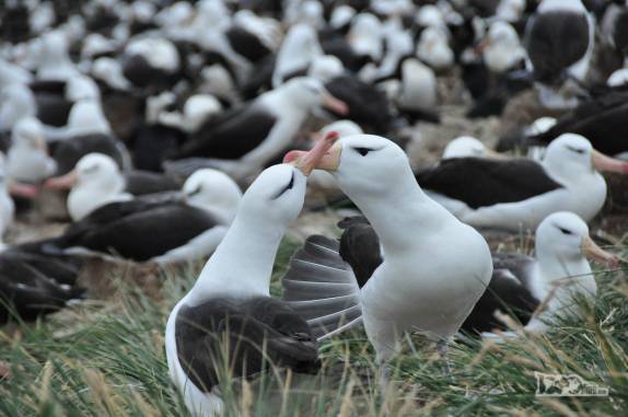 Um casal de albatrozes troca carinhos em sua colônia em Steeple Jason, no noroeste das Ilhas Malvinas